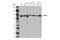 Cell Proliferation Regulating Inhibitor Of Protein Phosphatase 2A antibody, 14805S, Cell Signaling Technology, Western Blot image 