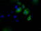 Cytochrome P450 Family 1 Subfamily A Member 2 antibody, TA501154, Origene, Immunofluorescence image 