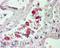 Liver carboxylesterase 1 antibody, orb19790, Biorbyt, Immunohistochemistry paraffin image 