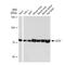 Autophagy Related 7 antibody, GTX01526, GeneTex, Western Blot image 