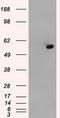 ATP Synthase F1 Subunit Beta antibody, CF500835, Origene, Western Blot image 