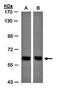 Minichromosome Maintenance Complex Component 2 antibody, orb13569, Biorbyt, Western Blot image 