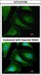 B-CK antibody, LS-C109274, Lifespan Biosciences, Immunofluorescence image 