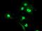 Leukocyte Receptor Cluster Member 1 antibody, MA5-25588, Invitrogen Antibodies, Immunocytochemistry image 