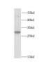 Chloride Intracellular Channel 4 antibody, FNab01761, FineTest, Western Blot image 