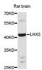 LIM/homeobox protein Lhx5 antibody, STJ26332, St John