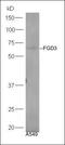 FYVE, RhoGEF and PH domain-containing protein 3 antibody, orb183684, Biorbyt, Western Blot image 