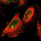 Kelch Like ECH Associated Protein 1 antibody, HPA005558, Atlas Antibodies, Immunofluorescence image 