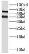Polyadenylate-binding protein-interacting protein 1 antibody, FNab06116, FineTest, Western Blot image 