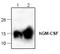 Colony Stimulating Factor 2 antibody, TA319032, Origene, Western Blot image 