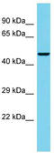 Abhydrolase Domain Containing 18 antibody, TA330766, Origene, Western Blot image 