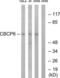 ATP/GTP Binding Protein Like 4 antibody, LS-C119893, Lifespan Biosciences, Western Blot image 