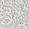 Synaptosome Associated Protein 29 antibody, LS-C333206, Lifespan Biosciences, Immunohistochemistry frozen image 