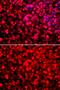 Poly(U)-binding-splicing factor PUF60 antibody, GTX33446, GeneTex, Immunofluorescence image 