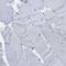 Delta/Notch Like EGF Repeat Containing antibody, NBP1-88665, Novus Biologicals, Immunohistochemistry frozen image 