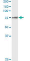 F2 antibody, LS-C197175, Lifespan Biosciences, Immunoprecipitation image 