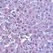 Calcium Homeostasis Modulator 1 antibody, orb75355, Biorbyt, Immunohistochemistry paraffin image 
