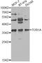 Torsin Family 1 Member A antibody, MBS126705, MyBioSource, Western Blot image 