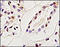 E2F Transcription Factor 2 antibody, 251377, Abbiotec, Immunohistochemistry paraffin image 