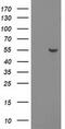 PNMA Family Member 3 antibody, MA5-25397, Invitrogen Antibodies, Western Blot image 