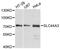 Solute Carrier Family 44 Member 3 antibody, LS-C747888, Lifespan Biosciences, Western Blot image 