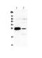 Glutathione S-Transferase Alpha 1 antibody, PA5-79335, Invitrogen Antibodies, Western Blot image 