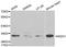 DT-diaphorase antibody, TA327061, Origene, Western Blot image 