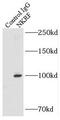 NF-kappa-B-repressing factor antibody, FNab05747, FineTest, Immunoprecipitation image 