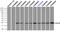 HspB5 antibody, TA500584, Origene, Immunoprecipitation image 