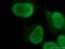 X-Ray Repair Cross Complementing 5 antibody, 66546-1-Ig, Proteintech Group, Immunofluorescence image 