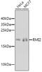 RecQ Mediated Genome Instability 2 antibody, 23-637, ProSci, Western Blot image 