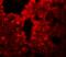 Sushi Repeat Containing Protein X-Linked 2 antibody, A06268, Boster Biological Technology, Immunofluorescence image 