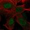 Receptor Transporter Protein 4 antibody, HPA064887, Atlas Antibodies, Immunocytochemistry image 