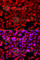 NADH:Ubiquinone Oxidoreductase Core Subunit V1 antibody, A8014, ABclonal Technology, Immunofluorescence image 