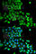 Rab GDP dissociation inhibitor alpha antibody, A5462, ABclonal Technology, Immunofluorescence image 