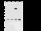 Nipsnap Homolog 2 antibody, 105409-T32, Sino Biological, Western Blot image 