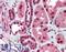 DFF40 antibody, LS-B559, Lifespan Biosciences, Immunohistochemistry paraffin image 