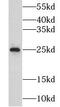 Epididymal secretory glutathione peroxidase antibody, FNab03623, FineTest, Western Blot image 