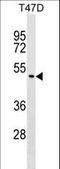 Zinc Finger Protein 557 antibody, LS-C157470, Lifespan Biosciences, Western Blot image 