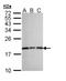 Bmac antibody, NBP1-31398, Novus Biologicals, Western Blot image 