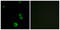 Proteinase-activated receptor 3 antibody, LS-C120935, Lifespan Biosciences, Immunofluorescence image 