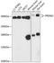 PR domain zinc finger protein 2 antibody, A03223, Boster Biological Technology, Western Blot image 