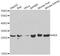 Adenylate kinase isoenzyme 4, mitochondrial antibody, MBS127131, MyBioSource, Western Blot image 