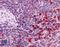Thioredoxin Reductase 1 antibody, LS-B3926, Lifespan Biosciences, Immunohistochemistry frozen image 