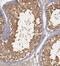 PTTG1 Interacting Protein antibody, FNab06953, FineTest, Immunohistochemistry frozen image 