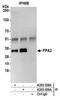 Pyrophosphatase (Inorganic) 2 antibody, A305-538A, Bethyl Labs, Immunoprecipitation image 