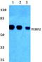 Telomeric Repeat Binding Factor 2 antibody, A00650, Boster Biological Technology, Western Blot image 