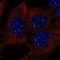 Myotubularin-related protein 5 antibody, NBP2-68976, Novus Biologicals, Immunofluorescence image 