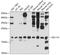 SEC11 Homolog A, Signal Peptidase Complex Subunit antibody, A11535, Boster Biological Technology, Western Blot image 