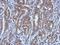 Ubiquitination Factor E4A antibody, NBP2-20791, Novus Biologicals, Immunohistochemistry frozen image 